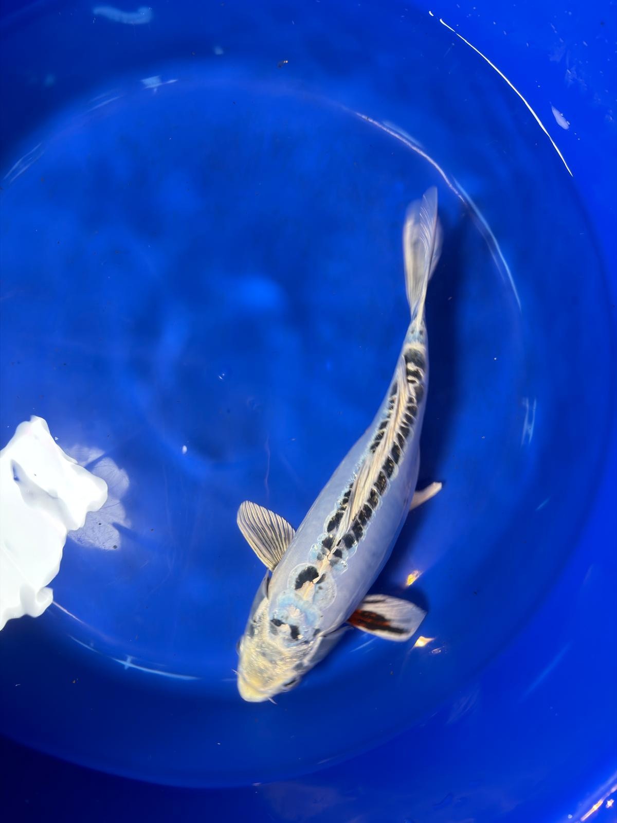 14.5"  Kikokuryu Japanese Import Koi