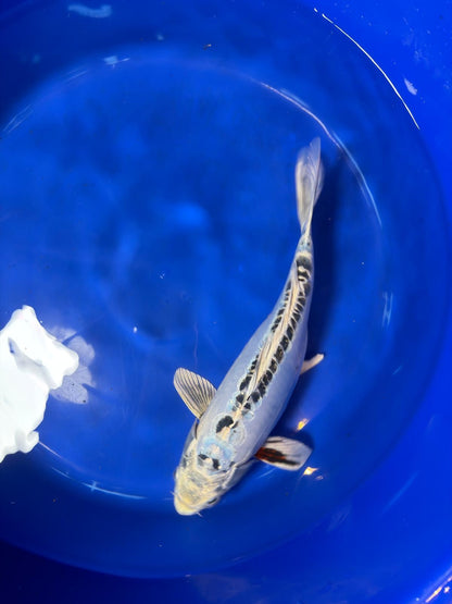 14.5"  Kikokuryu Japanese Import Koi