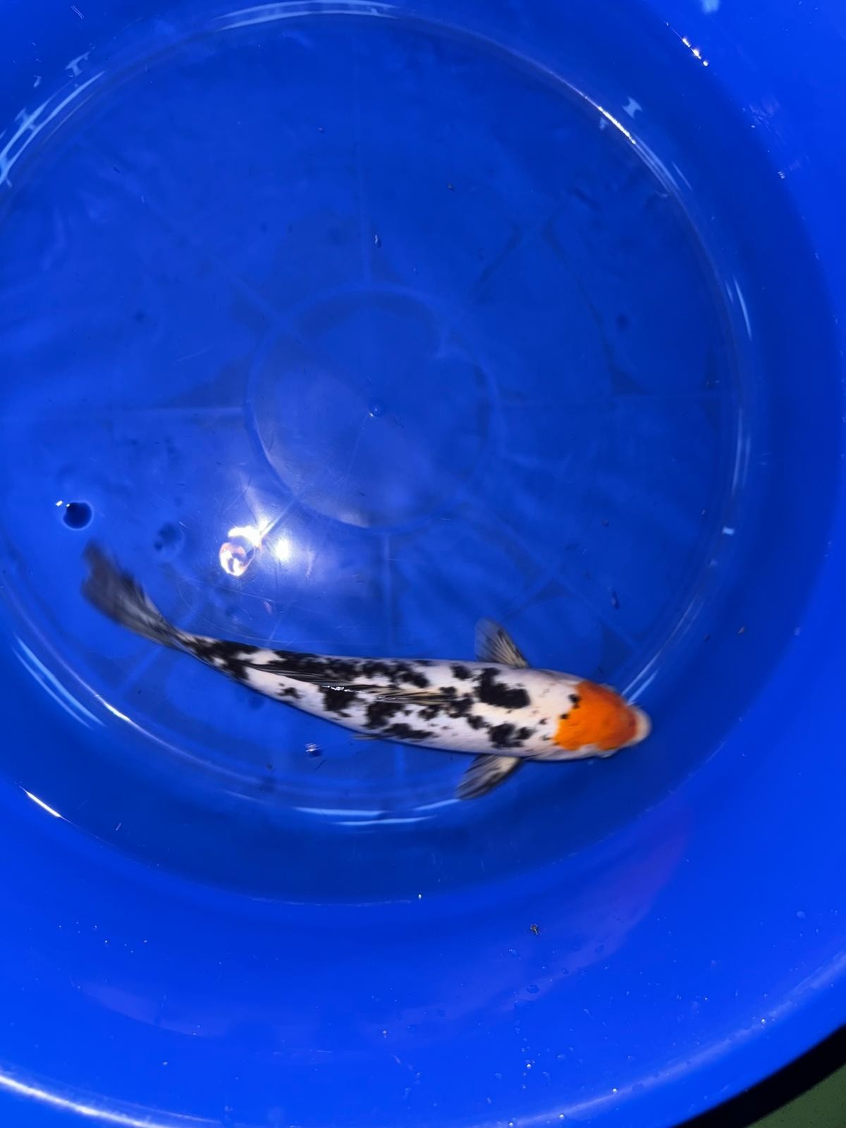 Japanese Koi Tancho Sanke 14 inch
