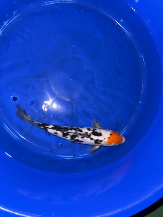 Japanese Koi Tancho Sanke 14 inch