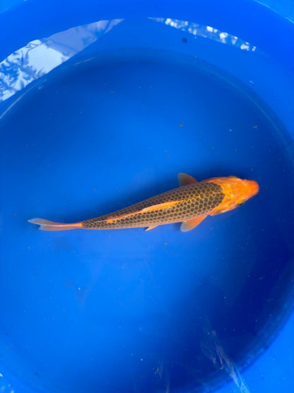 10" Aka Matsuba Japanese Imported