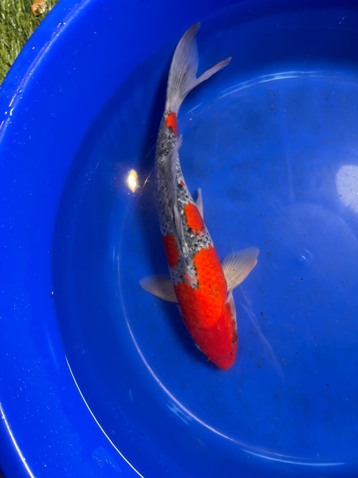 Japanese Goshiki Koi 15"