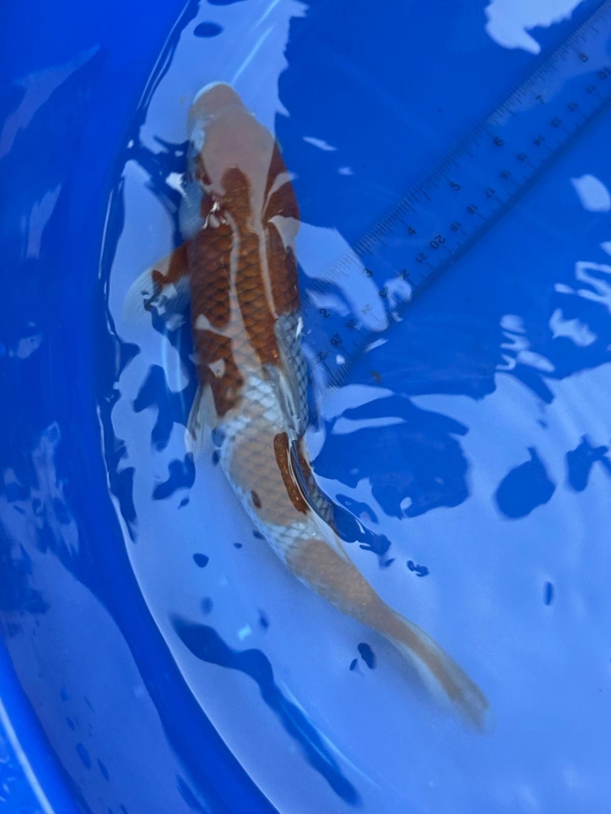 Japanese Ochiba Shigure Koi 11 inch