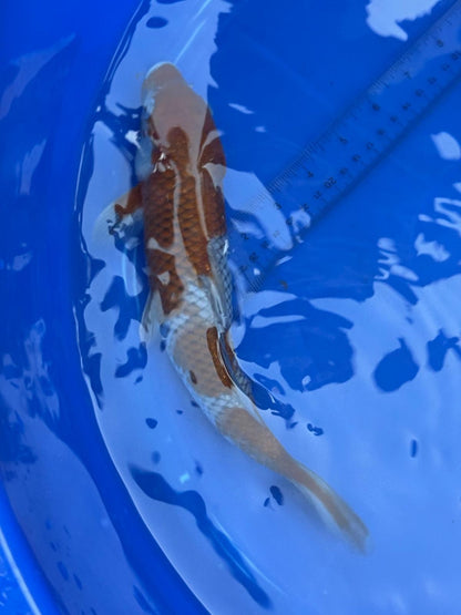 Japanese Ochiba Shigure Koi 11 inch