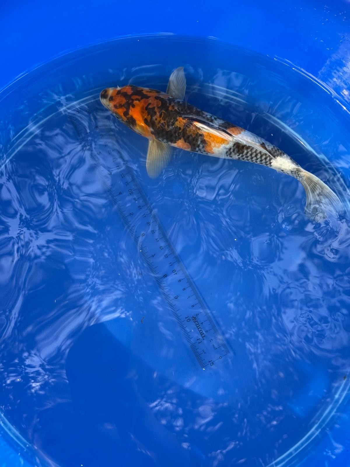 Japanese Dainichi Showa 11 inch