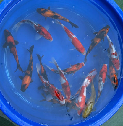 4 Pack of Japanese Imported Tosai Koi 7 to 8 inch