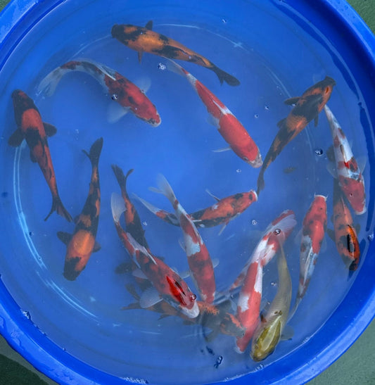 4 Pack of Japanese Imported Tosai Koi 7 to 8 inch