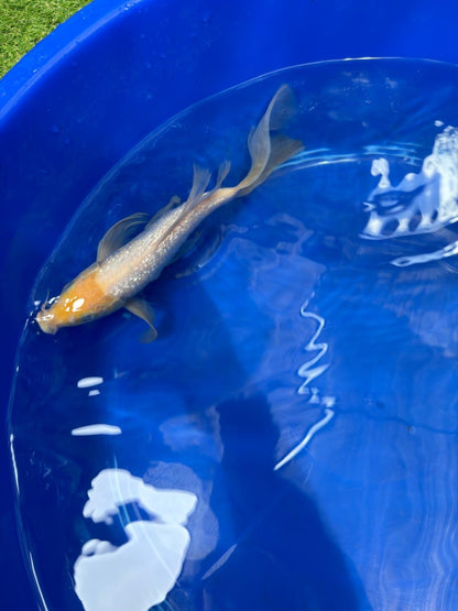 Ginrin Shiro Muji Butterfly 9.5" Koi