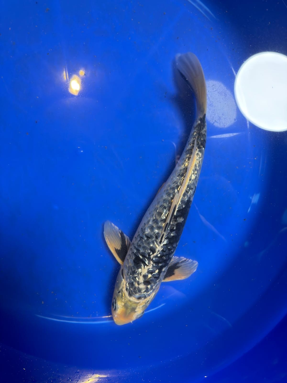 Gin Rin Matsukawabake 12 inch Koi