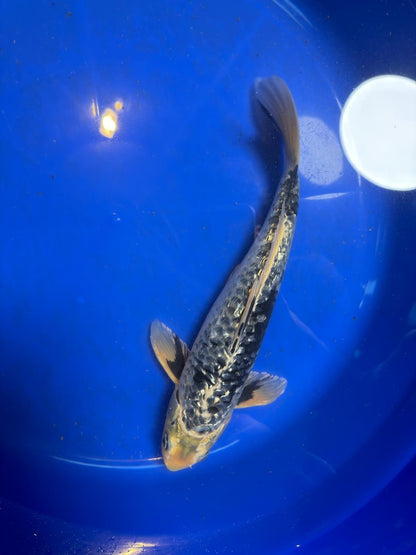 Gin Rin Matsukawabake 12 inch Koi