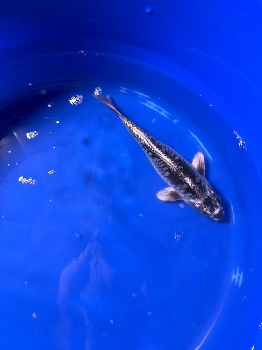 Aragoke Dragon Scale 9" inch Koi