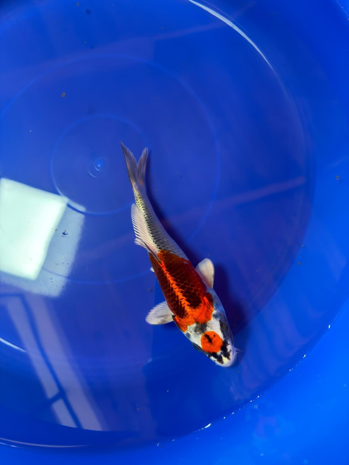 8"  Tancho Kujaku Japanese Import Koi (Hand Picked) T2