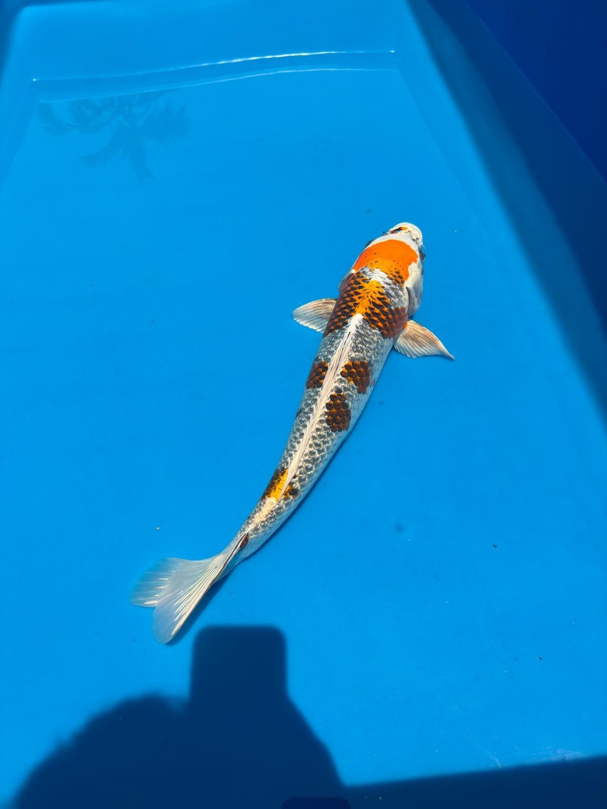 20" Kujaku-Japanese Imported-Female-Breeder Certifcate