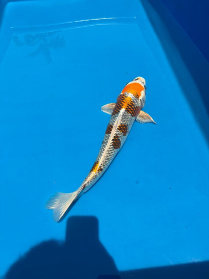 20" Kujaku-Japanese Imported-Female-Breeder Certifcate