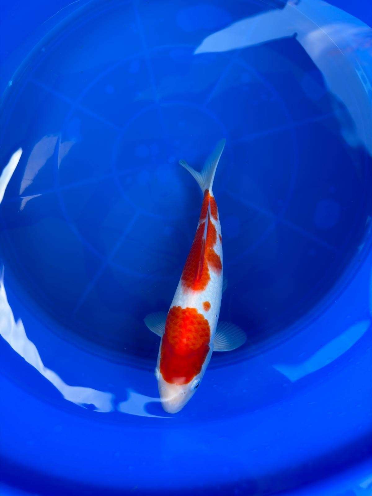 10" Kohaku Japanese Imported T2