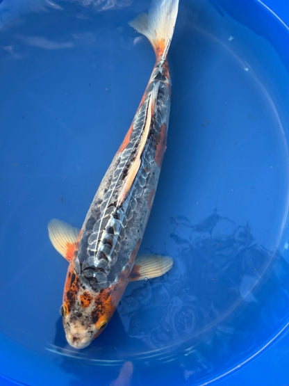 Japanese Imported Shusui 17" Koi