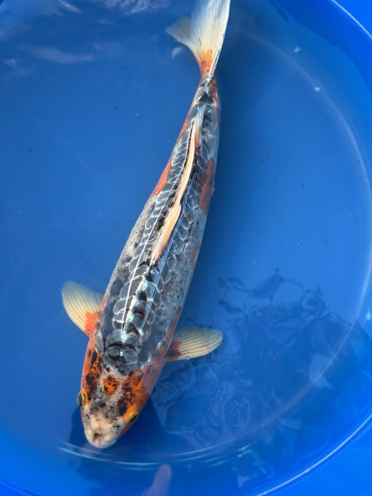 Japanese Imported Shusui 17" Koi
