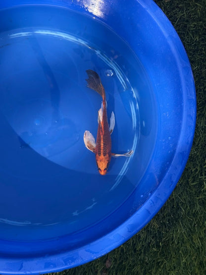 Kin Matsuba Butterfly Koi 8 Inch