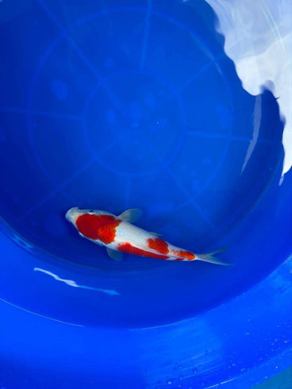 9" Kohaku Japanese Imported T2
