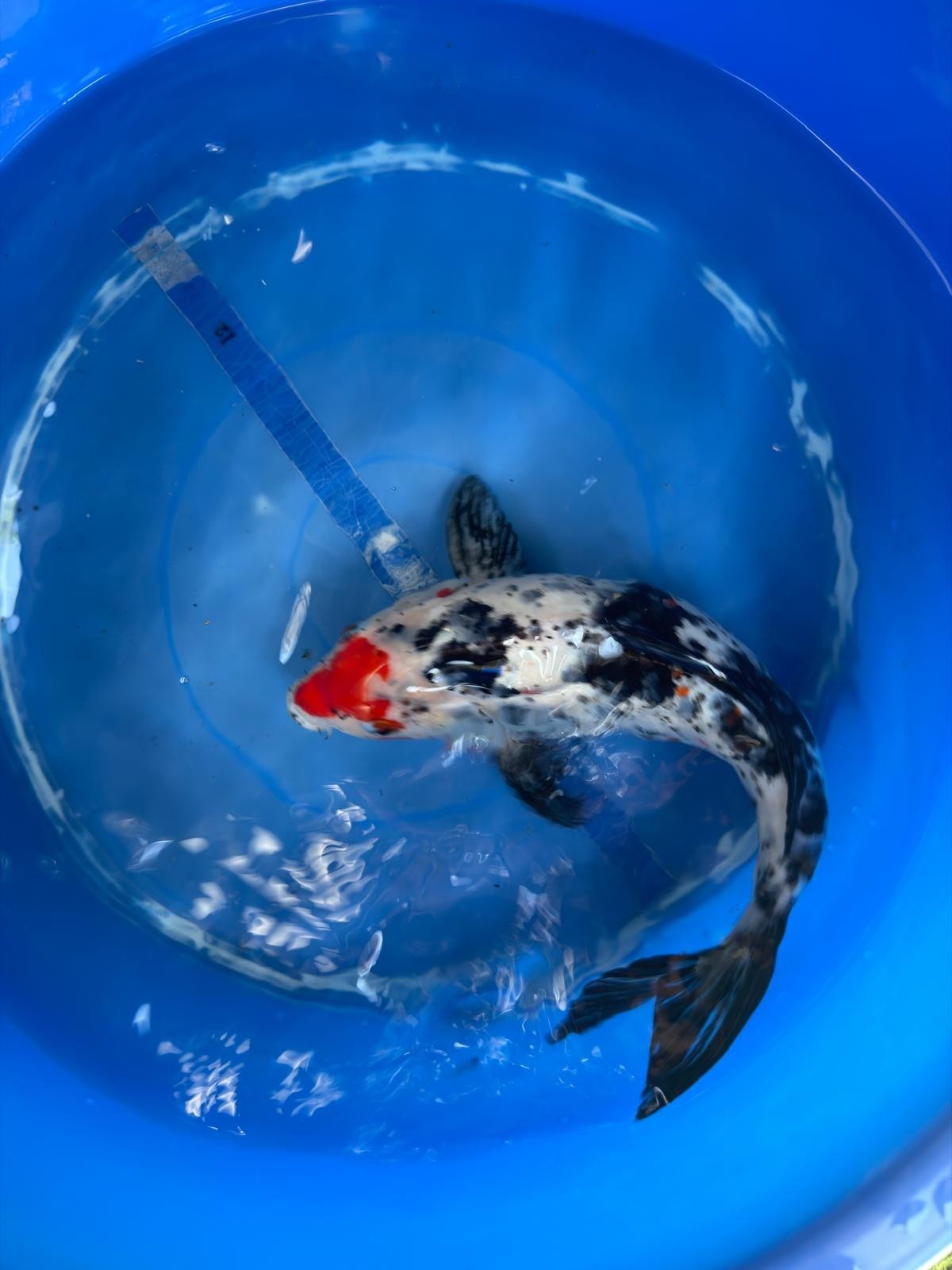 Showa Koi 12"