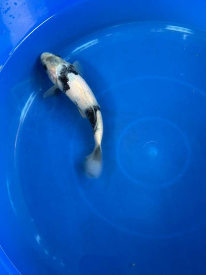 Japanese Import Ginrin Shiro Utsuri Koi 8"