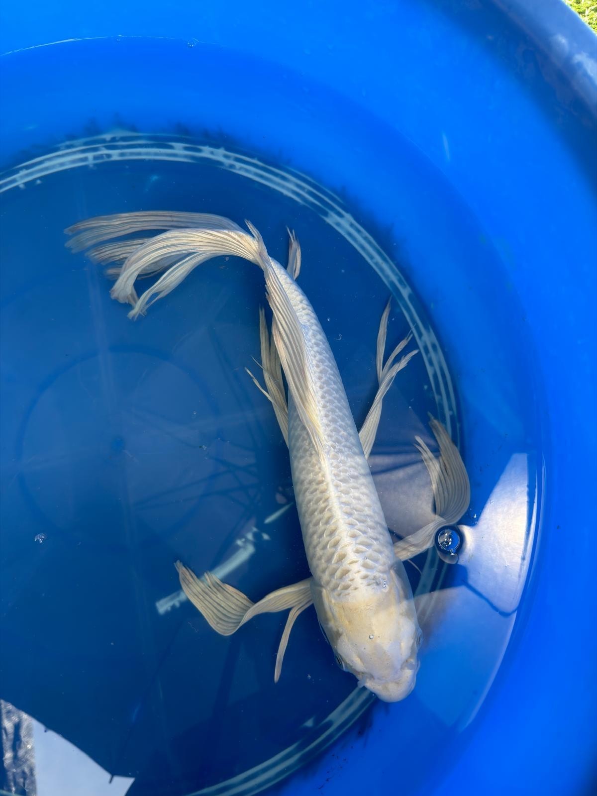15" Platinum Butterfly Koi