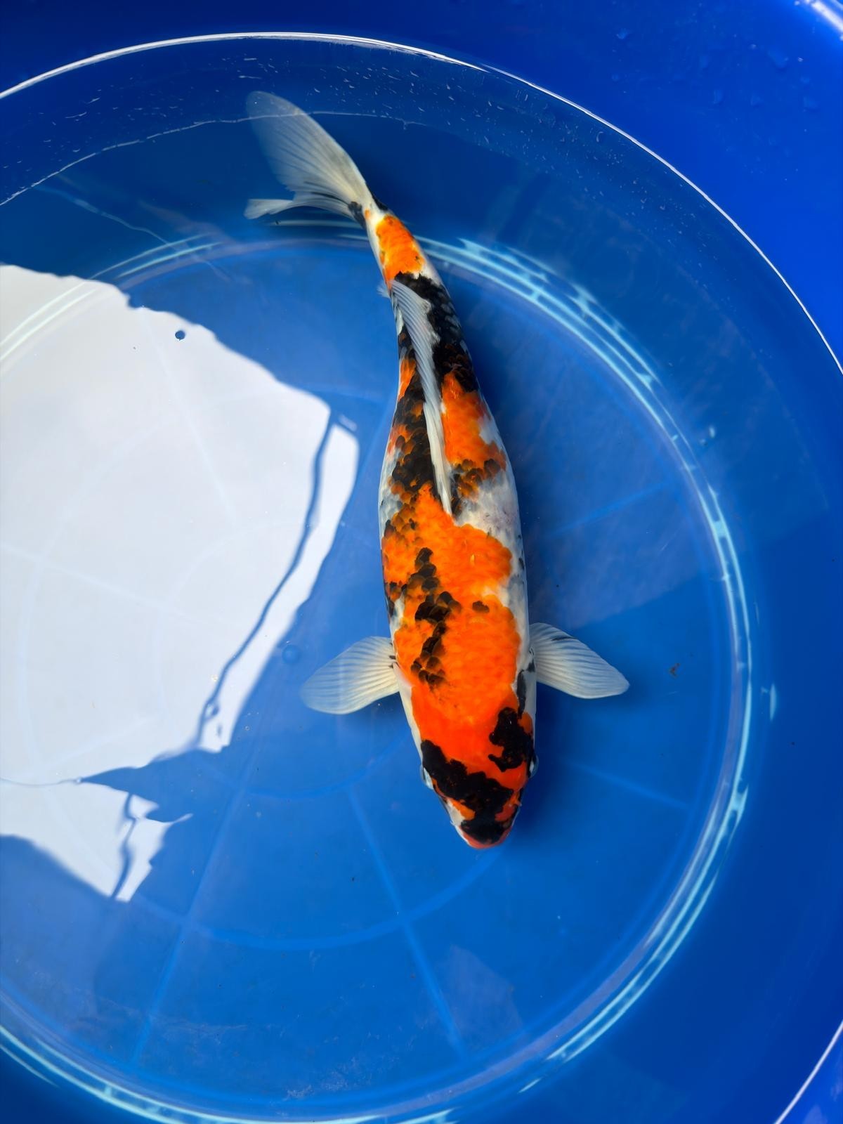 15" Dinichi Showa Japanese Import Koi