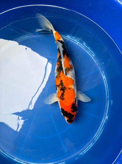 15" Dinichi Showa Japanese Import Koi