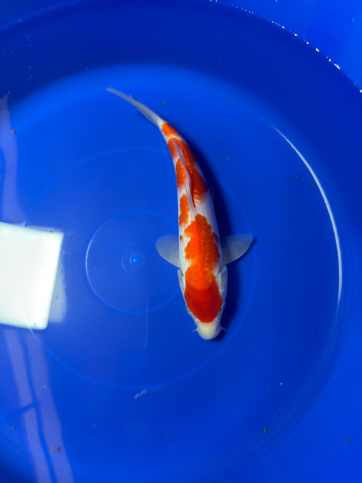 9" Ginrin Kohaku Japanese Imported (Hand Picked)