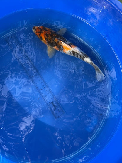Japanese Dainichi Showa 11 inch