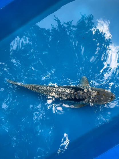 19" Ginrin Doitsu Aragoke Ochiba Japanese Imported Koi