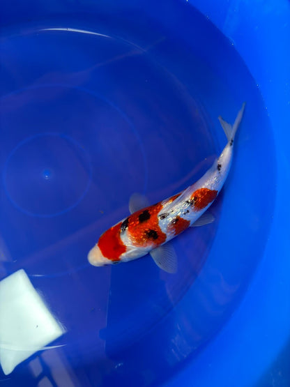 9" Ginrin Sanke Japanese Imported (Hand Picked)