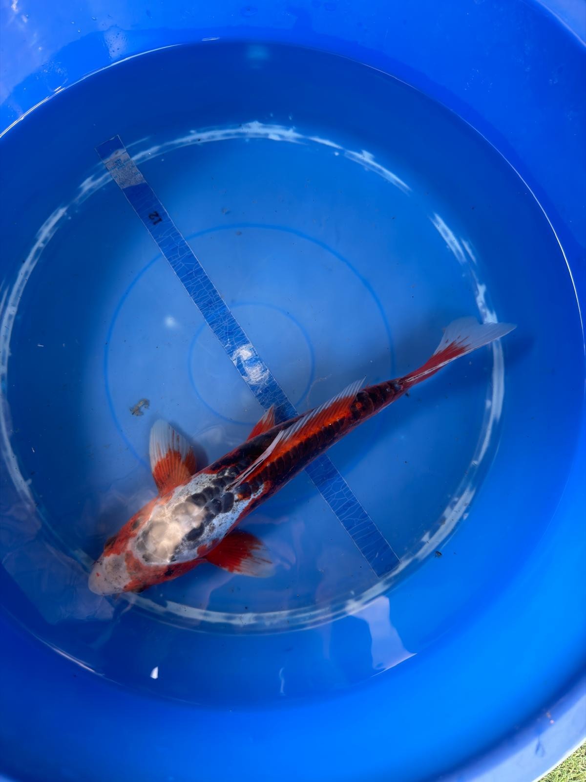 Shusui  Koi 12"