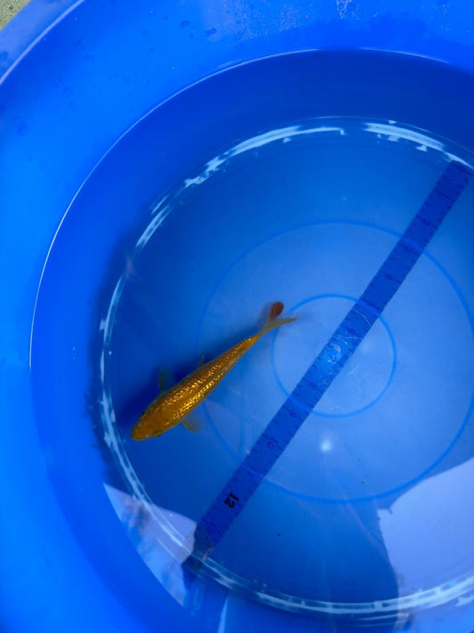 6"  Ginrin Chagoi Japanese Import Koi (Hand Picked)