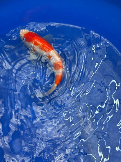 8.5 " Kohaku Japanese Imported HQ(High Quality) T2