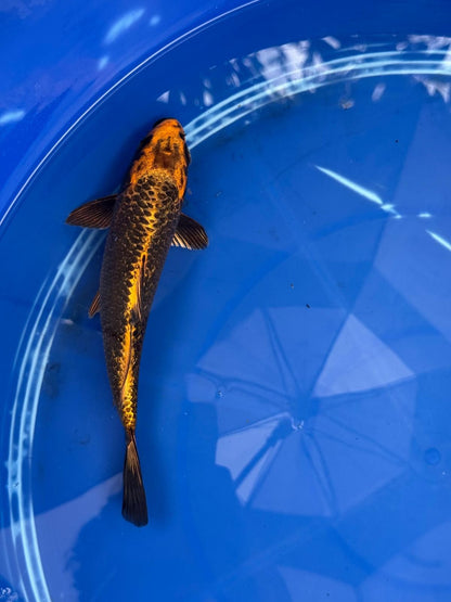 Ginrin Aka Matsuba  9" Koi GT