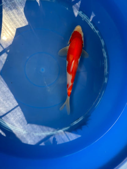 8" Kohaku Japanese Imported (Hand Picked) T2