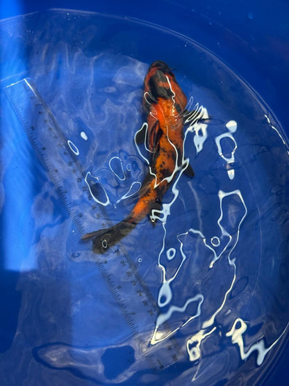 8.5 " Hi Utsuri Japanese Imported (Hand Picked) T2