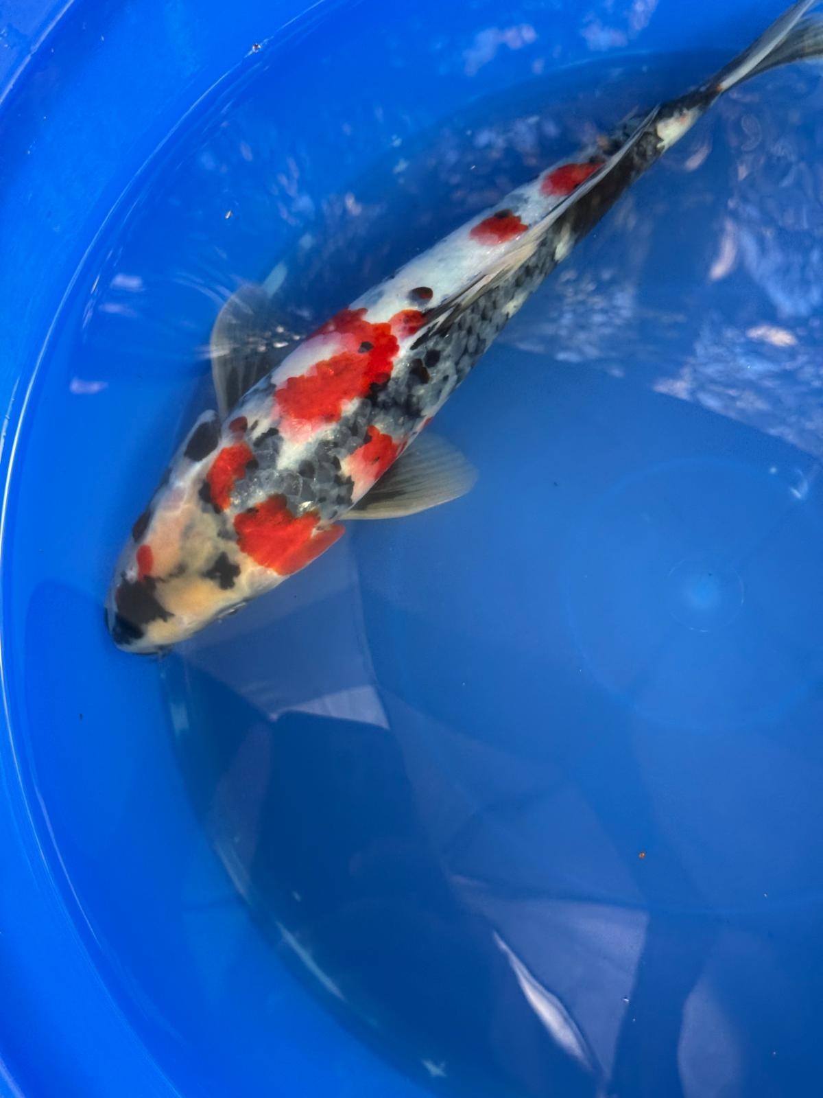 Japanese Dainichi Showa 13"