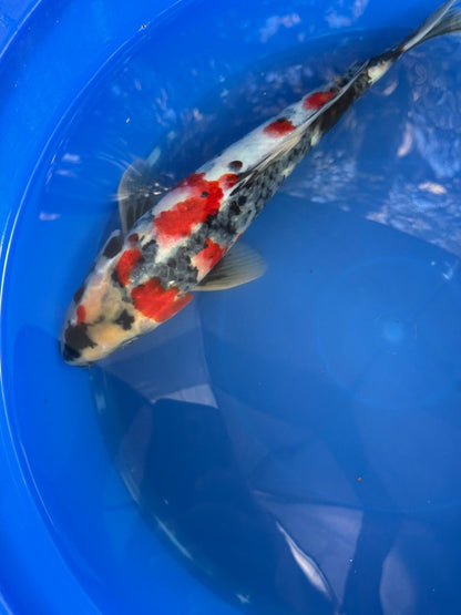 Japanese Dainichi Showa 13"