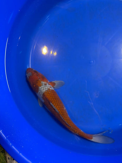 14 Inch Ochiba Japanese Import Koi