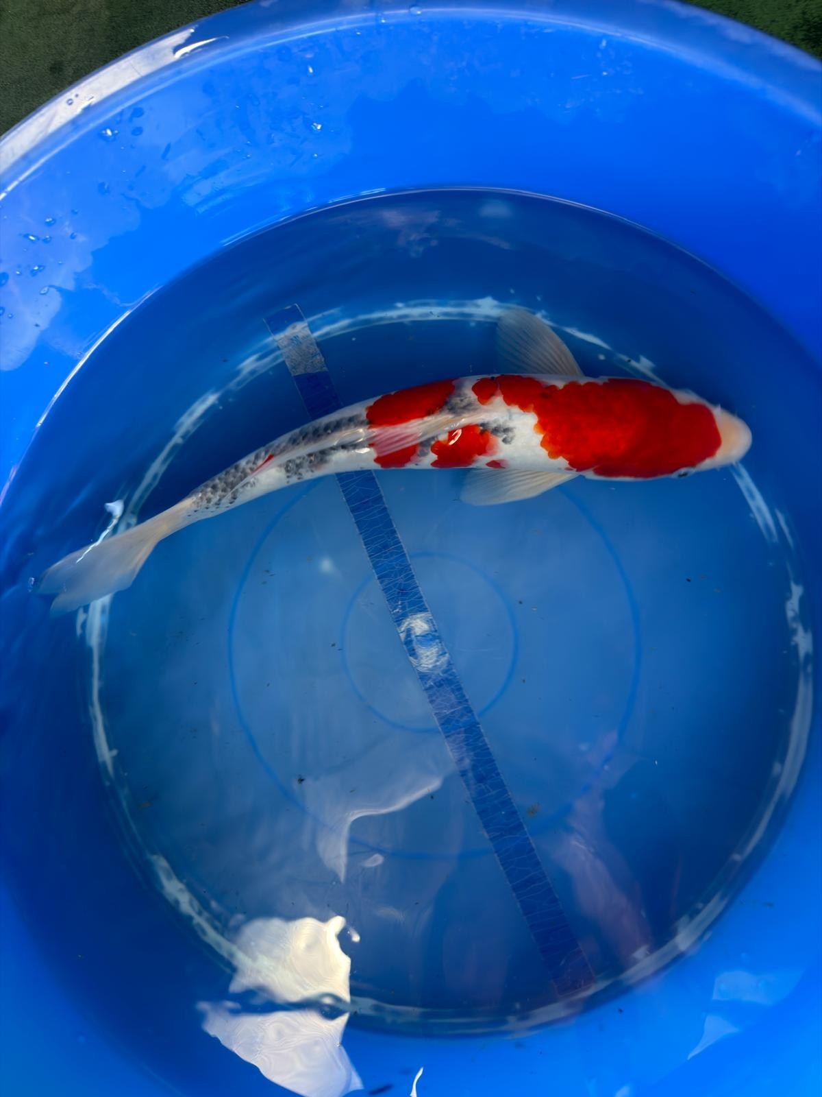 Taisho Sanke Koi 12"