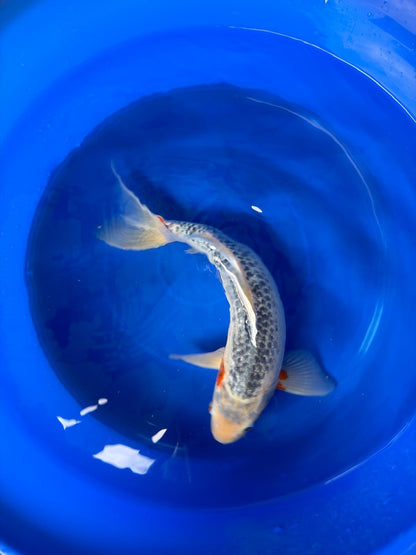 Asagi Koi 14"