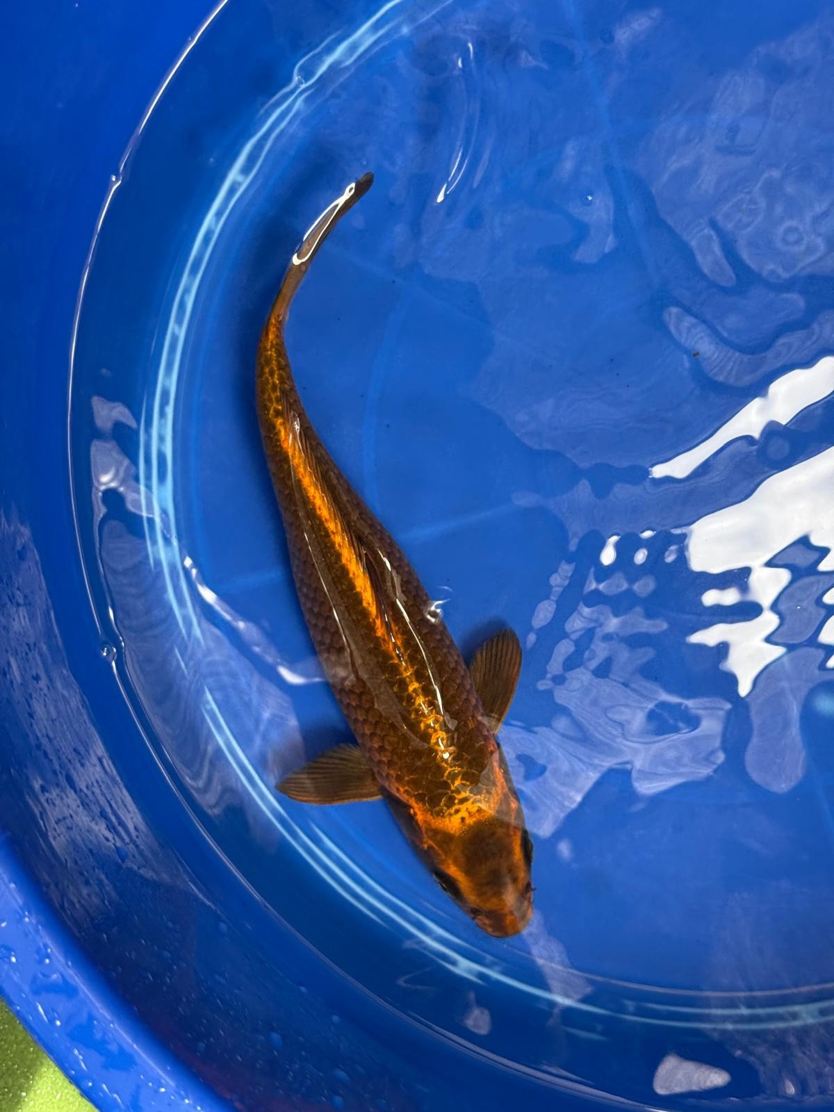 Kin Matsuba Koi 12" TD