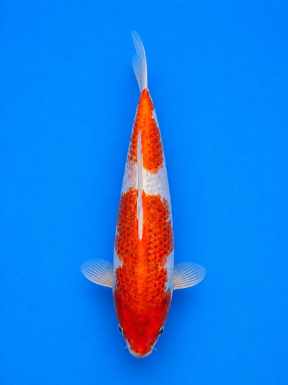 10" Goromo Japanese Import Koi