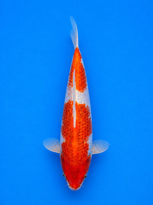 10" Goromo Japanese Import Koi