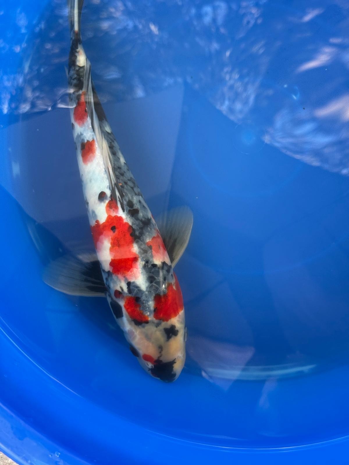 Japanese Dainichi Showa 13"