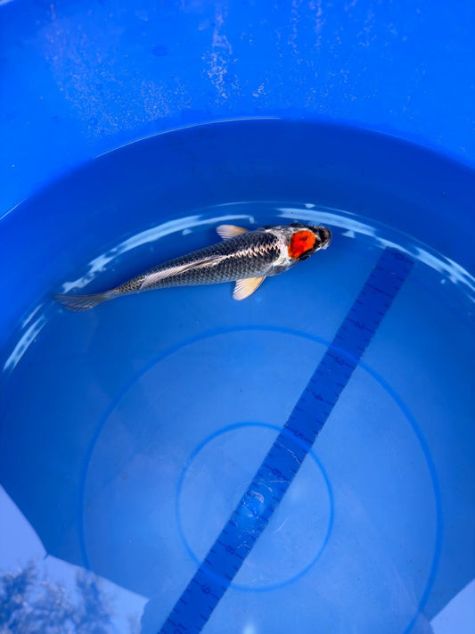 6"  Tancho Kujaku Japanese Import Koi (Hand Picked) T2