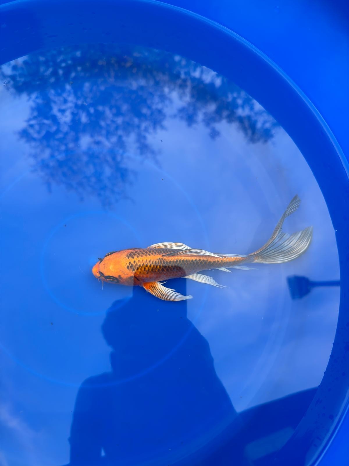 Kujaku Butterfly Koi 8"