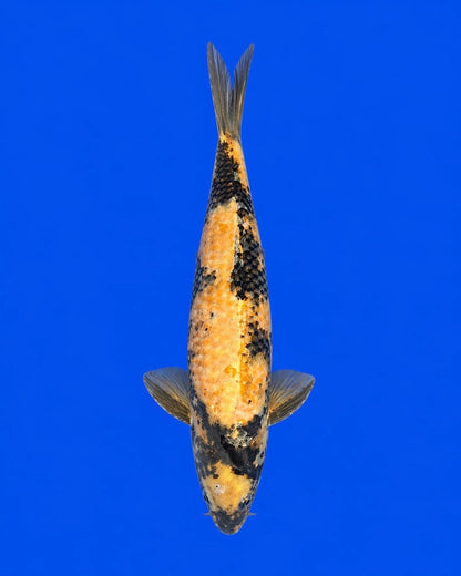 Japanese Import 11" Ki Utsuri Koi